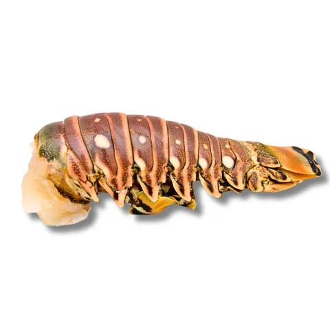 Queue de langouste
