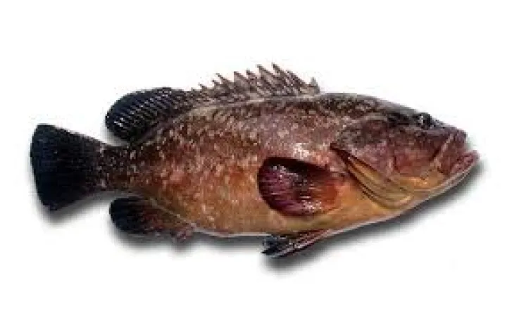Kothie