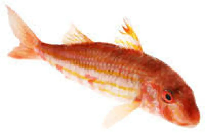 Rouget