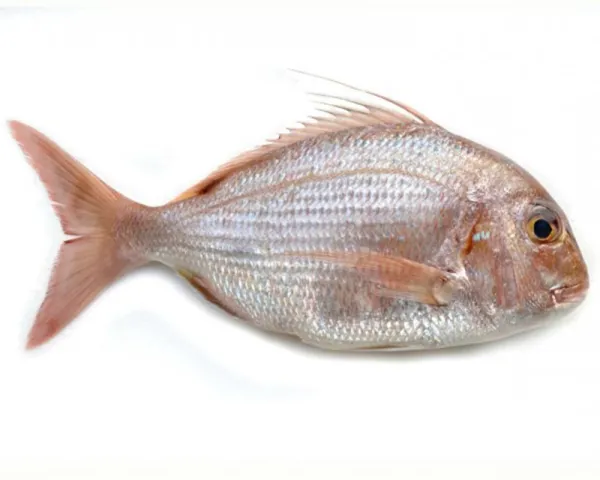 Dorade