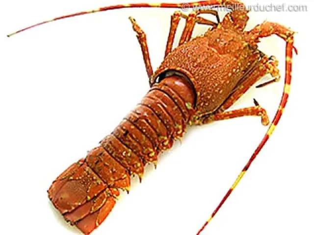 Langouste